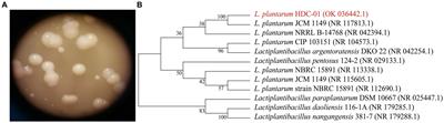 Purification, characterization and probiotic proliferation effect of exopolysaccharides produced by Lactiplantibacillus plantarum HDC-01 isolated from sauerkraut